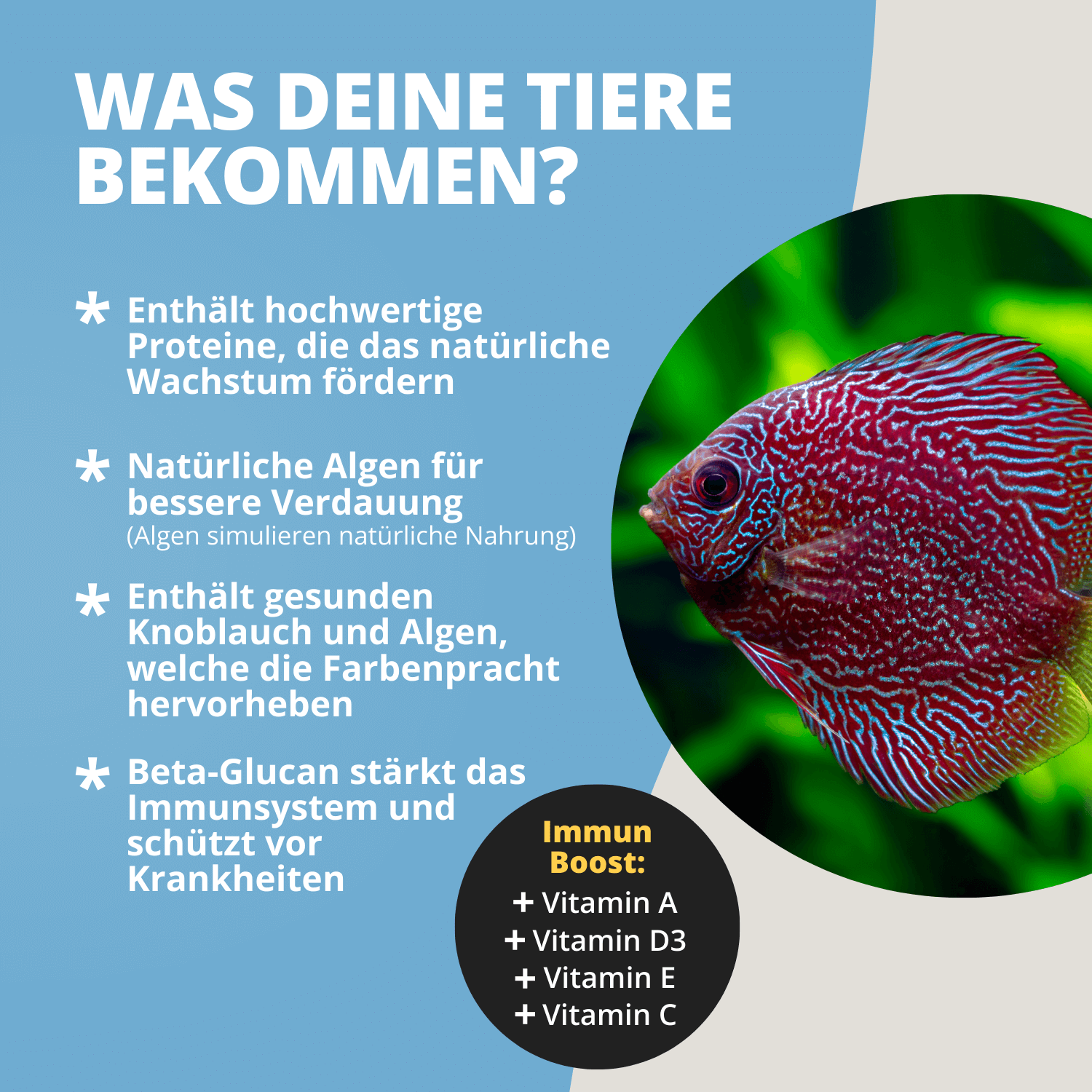 Roter, blau gemusterter Diskusfisch neben Produkttext